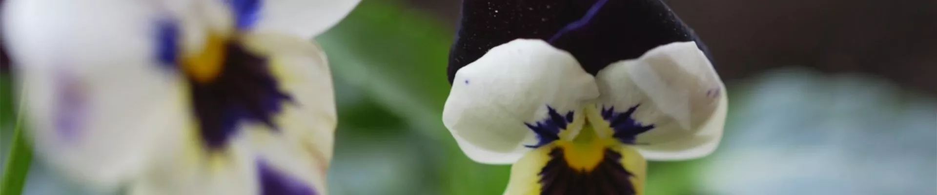 Hornveilchen - Einpflanzen im Garten (thumbnail).jpg Hornveilchen - Einpflanzen im Garten (thumbnail).jpg