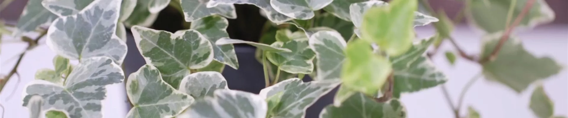 Efeu - Umtopfen (thumbnail).jpg Efeu - Umtopfen (thumbnail).jpg