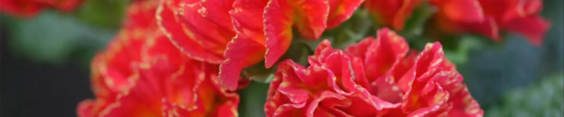 Primeln - Einpflanzen im Garten (thumbnail).jpg Primeln - Einpflanzen im Garten (thumbnail).jpg