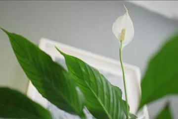 Zimmerpflanzenportrait - Einblatt
