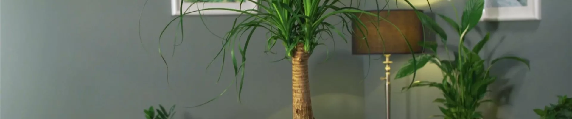 Zimmerpflanzenportrait - Elefantenfuß (Thumbnail).jpg Zimmerpflanzenportrait - Elefantenfuß (Thumbnail).jpg