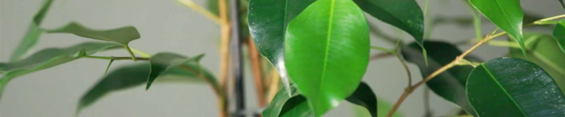 Zimmerpflanzenportrait - Birkenfeige (thumbnail).jpg Zimmerpflanzenportrait - Birkenfeige (thumbnail).jpg