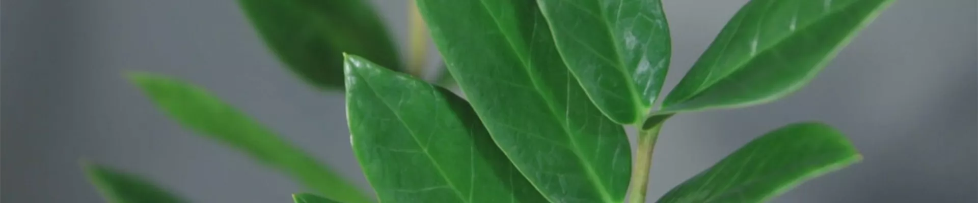 Zimmerpflanzenportrait - Glücksfeder (Thumbnail).jpg Zimmerpflanzenportrait - Glücksfeder (Thumbnail).jpg