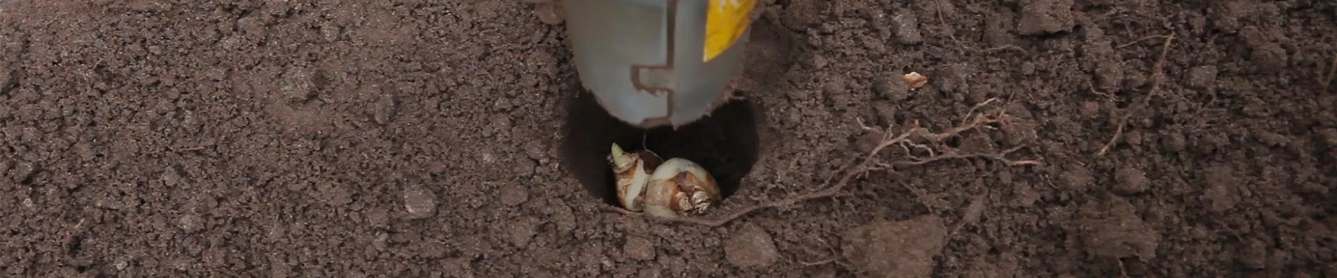 Narzissen - Blumenzwiebeln einpflanzen (thumbnail).jpg Narzissen - Blumenzwiebeln einpflanzen (thumbnail).jpg