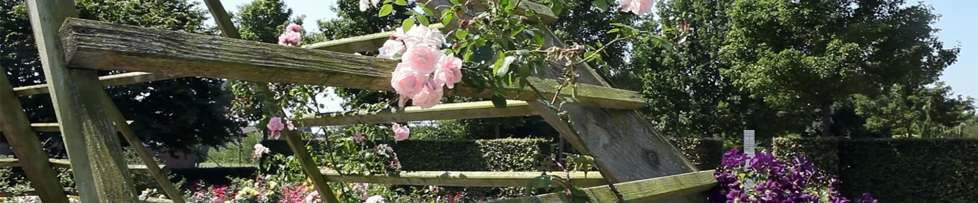 Gartengestaltung - Rosengarten (thumbnail).jpg Gartengestaltung - Rosengarten (thumbnail).jpg