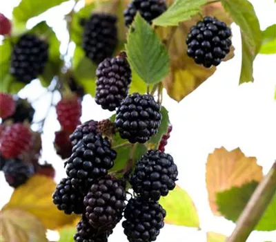 Brombeere 'Navaho'® Brombeere 'Navaho'®