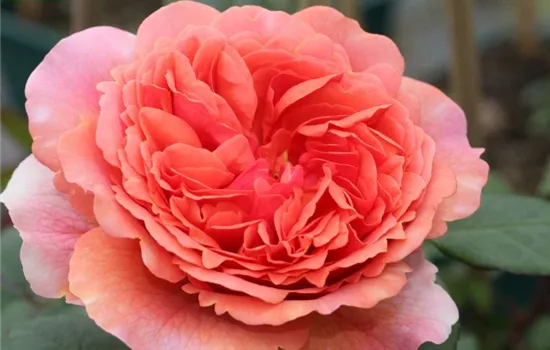 Nostalgische Rose 'Chippendale'® Nostalgische Rose 'Chippendale'®