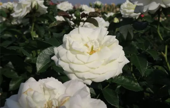 Beetrose 'Alabaster'® Beetrose 'Alabaster'®