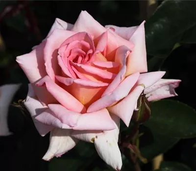 Kletterrose 'Compassion'® Kletterrose 'Compassion'®