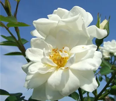 Bodendecker Rose 'Kent'® Bodendecker Rose 'Kent'®