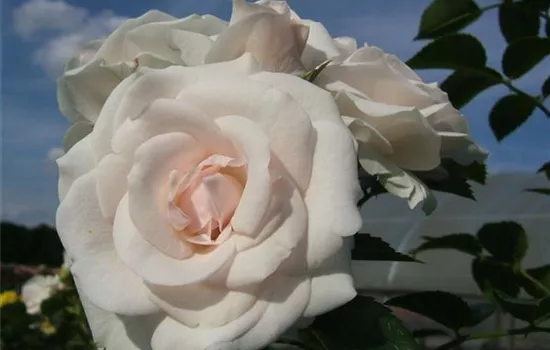 Beetrose 'Aspirin-Rose'® Beetrose 'Aspirin-Rose'®