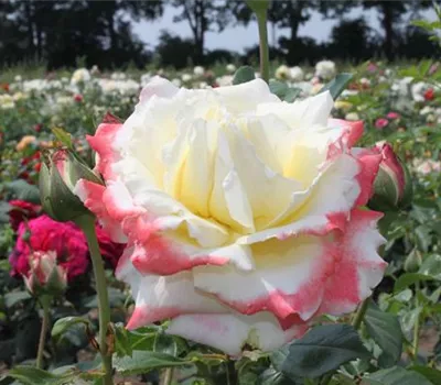 Edelrose 'Athena'® Edelrose 'Athena'®