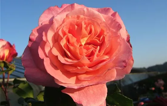 Edelrose 'Augusta Luise'® Edelrose 'Augusta Luise'®