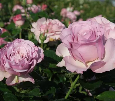Edelrose 'Blue Girl'® Edelrose 'Blue Girl'®