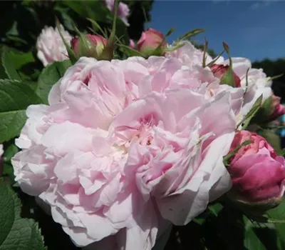 Parkrose 'Jacques Cartier' Parkrose 'Jacques Cartier'