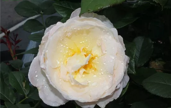 Kletterrose 'Uetersener Klosterrose'® Kletterrose 'Uetersener Klosterrose'®