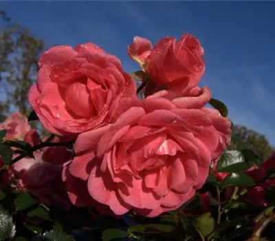 Bodendeckerrose 'Palmengarten Frankfurt'® Bodendeckerrose 'Palmengarten Frankfurt'®