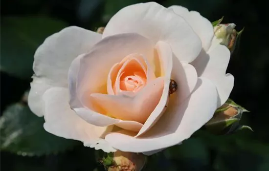 Beetrose 'Sirius'® Beetrose 'Sirius'®