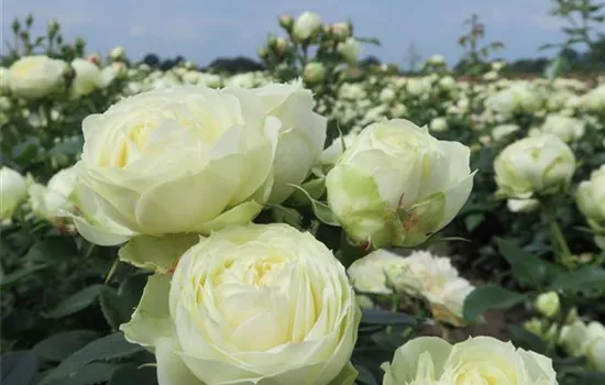 Edelrose 'Wedding Piano'® Edelrose 'Wedding Piano'®