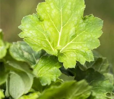 Garten-Purpurglöckchen 'Dale´s Strain'