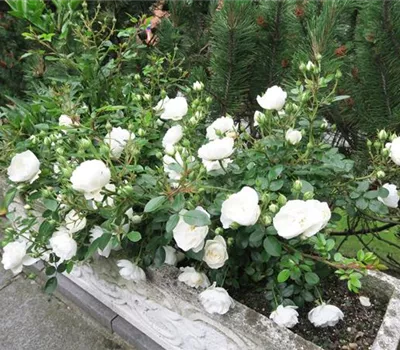 Zwergrose 'White Babyflor' Zwergrose 'White Babyflor'