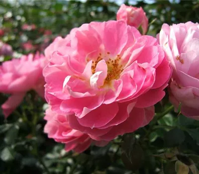 Zwergrose 'Charmant'® Zwergrose 'Charmant'®