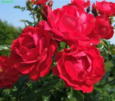 Bodendeckerrose 'Limesglut'® Bodendeckerrose 'Limesglut'®