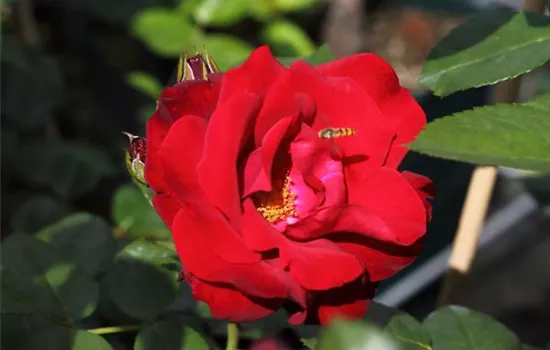 Kletterrose 'Santana'® Kletterrose 'Santana'®