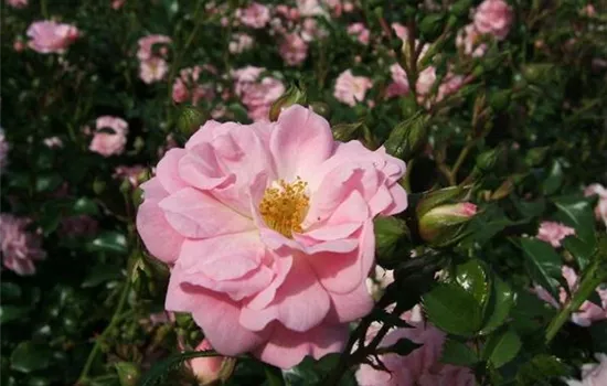 Bodendeckerrose 'Satina'® Bodendeckerrose 'Satina'®