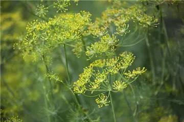 Kräuter im Garten Kräuter im Garten