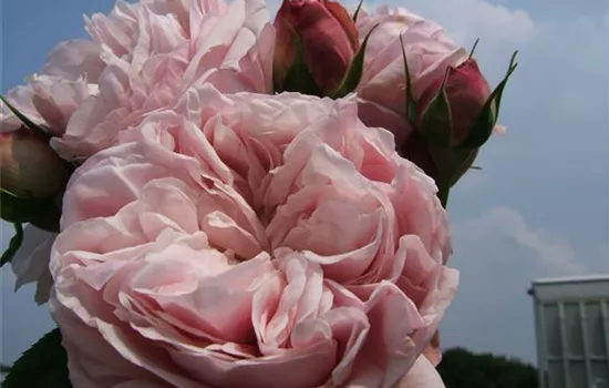 Kletterrose 'Giardina'® Kletterrose 'Giardina'®