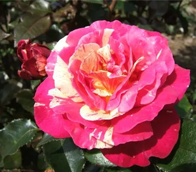 Edelrose 'Brocéliande'® Edelrose 'Brocéliande'®