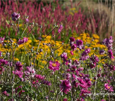 Garten-Herbst-Anemone 'Pamina' Garten-Herbst-Anemone 'Pamina'