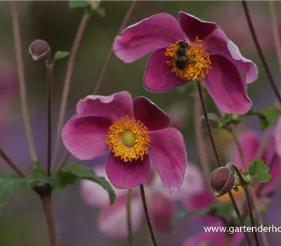 Japan-Herbst-Anemone 'Splendens' Japan-Herbst-Anemone 'Splendens'