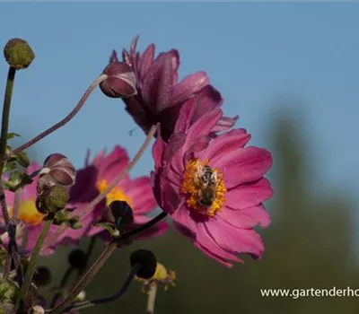 Garten-Herbst-Anemone 'Bressingham Glow' Garten-Herbst-Anemone 'Bressingham Glow'
